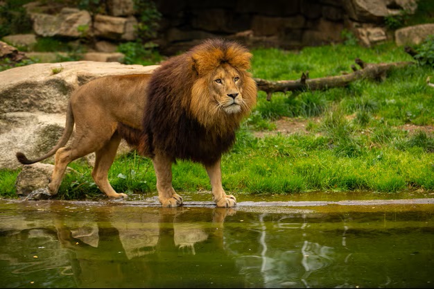 African Wildlife